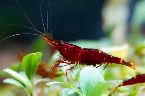 sulawesi shrimp species